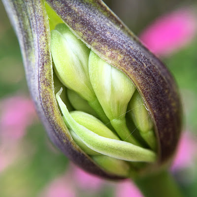 Agapanthus, taken with iPhone 6s and Olloclip macro lens