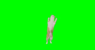 Dancing Cat Meme Green Screen Download