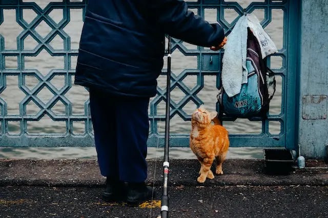 istanbul-travel-guide-cats-cutecat-stray-cat-2