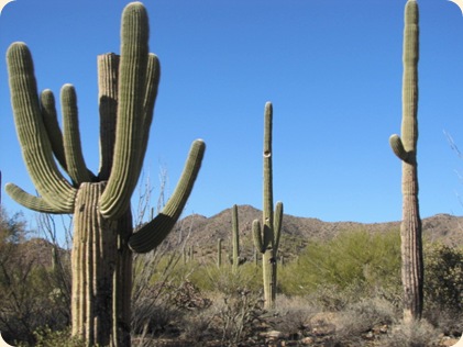 Saguaro National Park 008