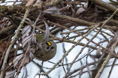 Wintergoldhähnchen am Alten Rhein.