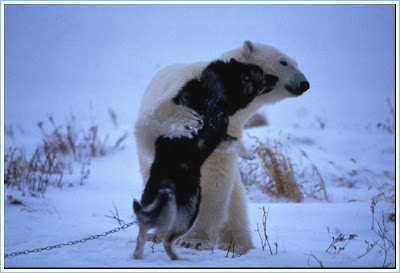 Polar Bear and Sled Dog