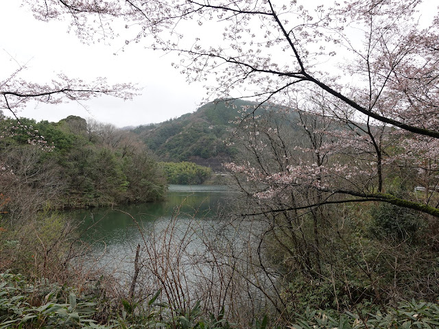 緑水湖　ソメイヨシノ桜