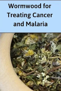 Wormwood for Treating Cancer and Maleria