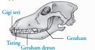 Inspirasi Baru 43+ Gambar Susunan Gigi Hewan Omnivora