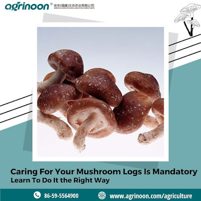 mushroom logs manufacturer