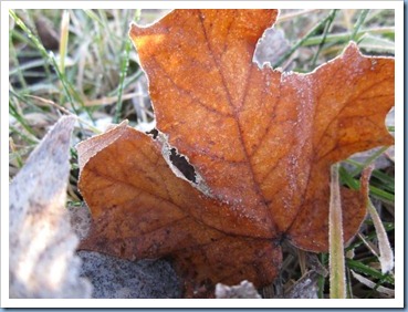 20111203_leaves_006