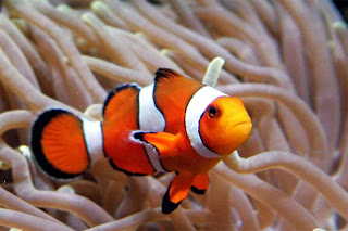 clownfish