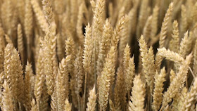 http://www.agrimoney.com/news/wheat-futures-drop-after-egypt-bemoans-high-us-prices--7991.html