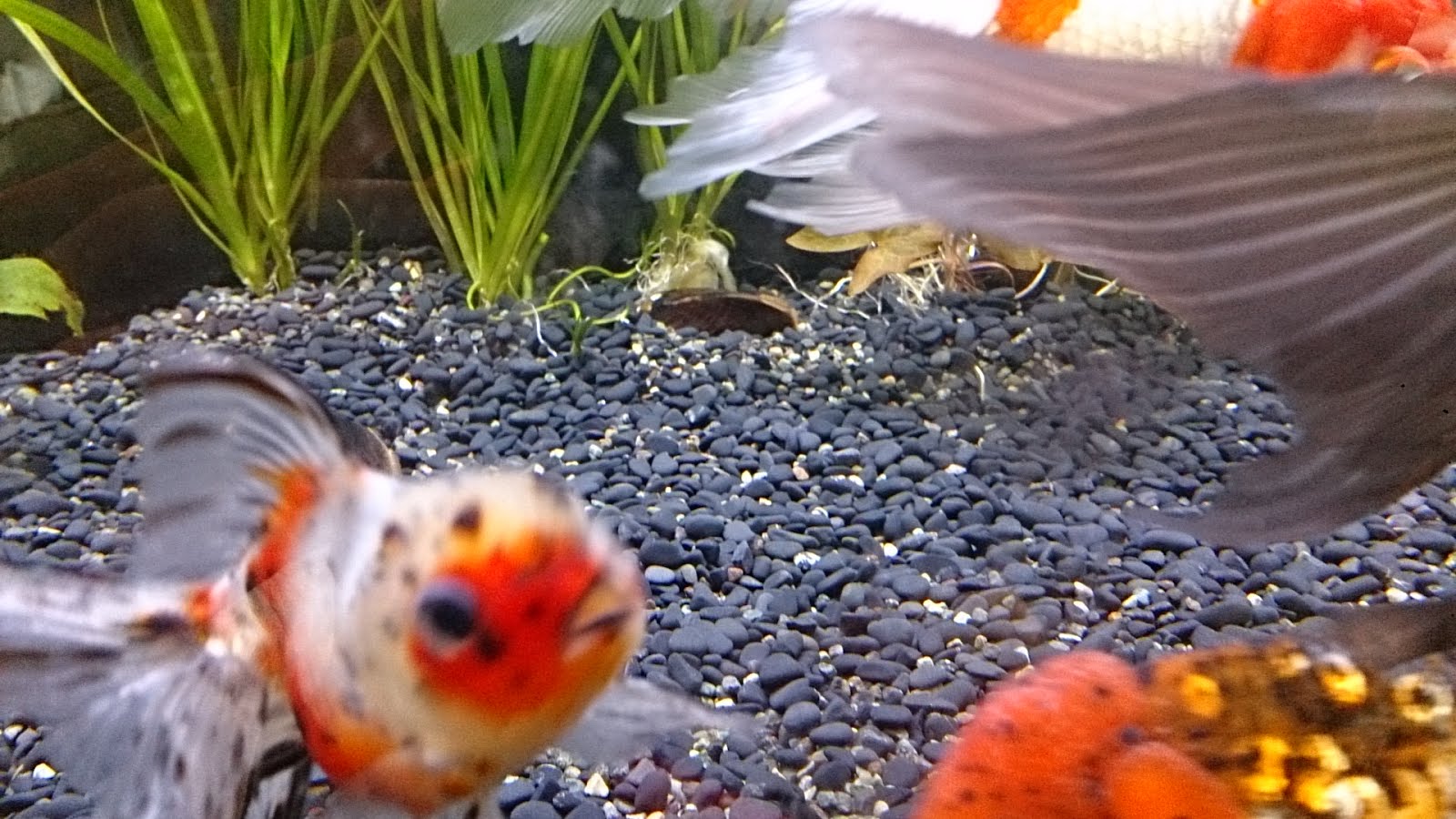 趣味の金魚アクアリウム 底砂の黒色化
