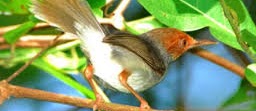 Burung prenjak bambu