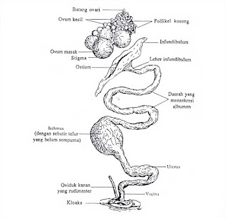 saluran reproduksi ayam betina