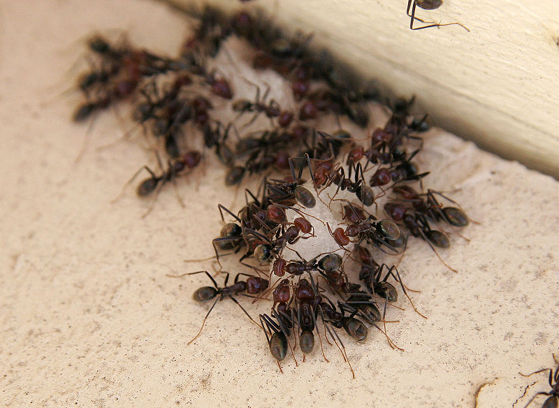 yet the big, black ants
