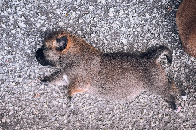 cute baby dog puppy with eyes closed and sleeping, shot with Nikon Z50 35mm