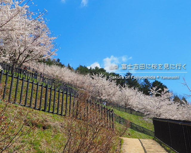 新倉山浅間公園の桜を見に富士吉田へ！