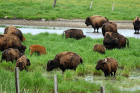 bison, Memorial Day (2014)