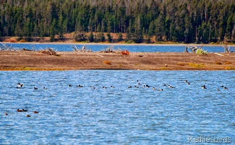 2. cove full of ducks-kab