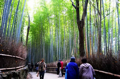 Arashiyama bamboo groves - Kyoto, Japan