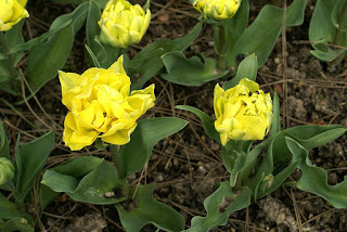 Tulipe double hâtive 'Mr. Van der Hoef' - Tulipa 'Mr. Van der Hoef' - Tulipe 'Mr. Van der Hoef'