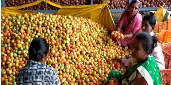 Millionaire Farmer | വില കത്തിക്കയറിയതോടെ ജാക്‌പോട് അടിച്ചു; തക്കാളി വിറ്റ് ഒരു മാസം കൊണ്ട് കോടീശ്വരനായി കര്‍ഷകന്‍! 