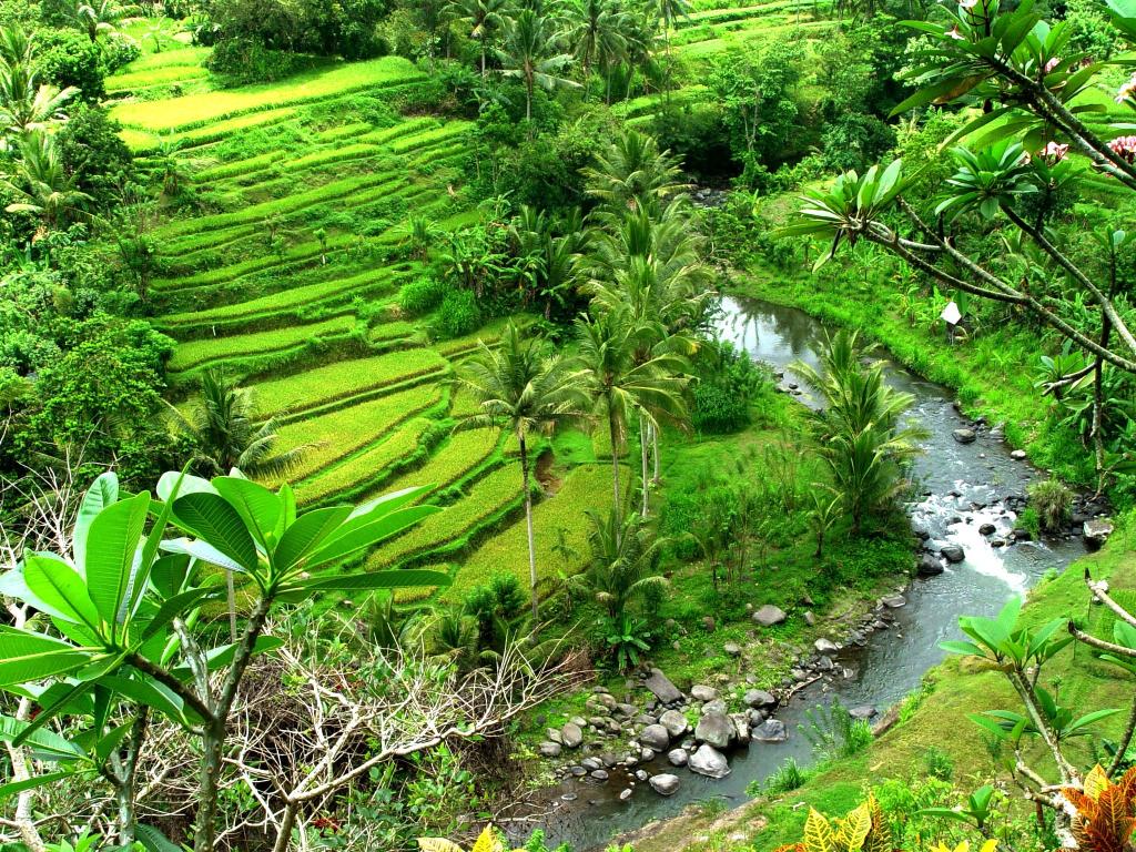  gambar desa dan sawah Pemandanganoce