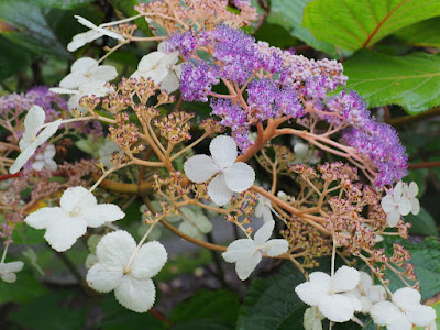 Hydrangea robusta care and culture