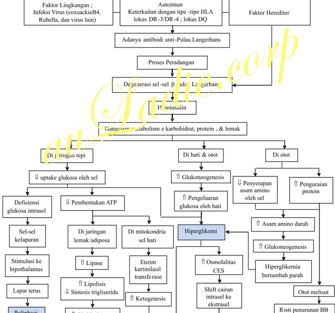Nursing Path: Pathophysiology of Diabetes Mellitus Type 1