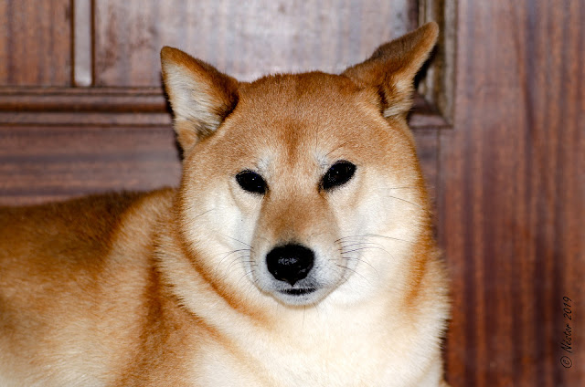 Shiba Inu. Raza de perro de Japón