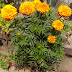 The Marigold Growing From Flowers Seed