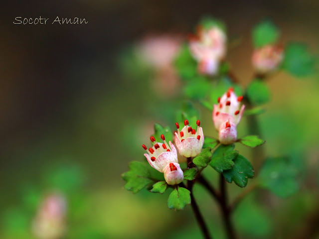 Chrysosplenium album