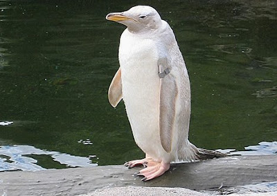 35 Ghosts of Nature - Albino Animals of the Wild