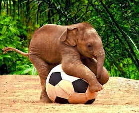 Funny animals of the week - 7 February 2014 (40 pics), baby elephant playing soccer football