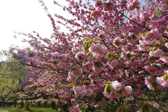 鳥取県西伯郡伯耆町小林 マウンテンストリームきしもと ヤエザクラ（八重桜）