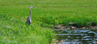 great blue heron