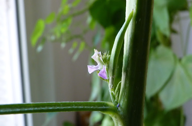 Cluster Bean Hydroponie Paris 18