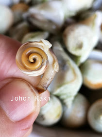 Gong Gong Sea Snail