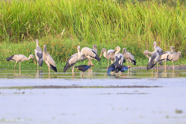 An Bui 2024 Dong Thap - Asian Openbill (Cò nhạn, Cò ốc)