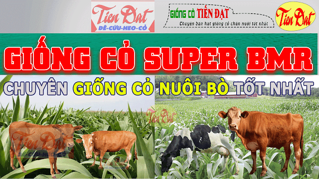 Loại cỏ nào tốt nhất cho việc nuôi bò hiện nay