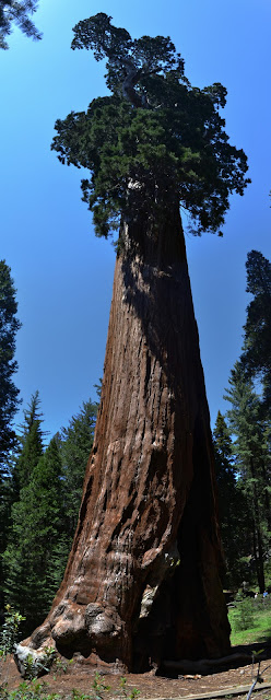 sequoia, top to bottom