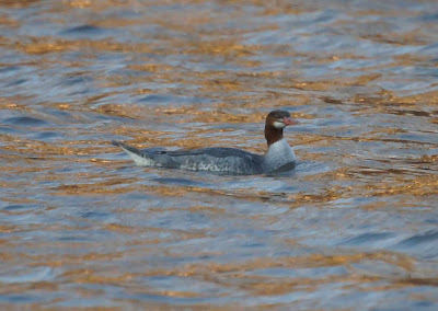 Common Merganser