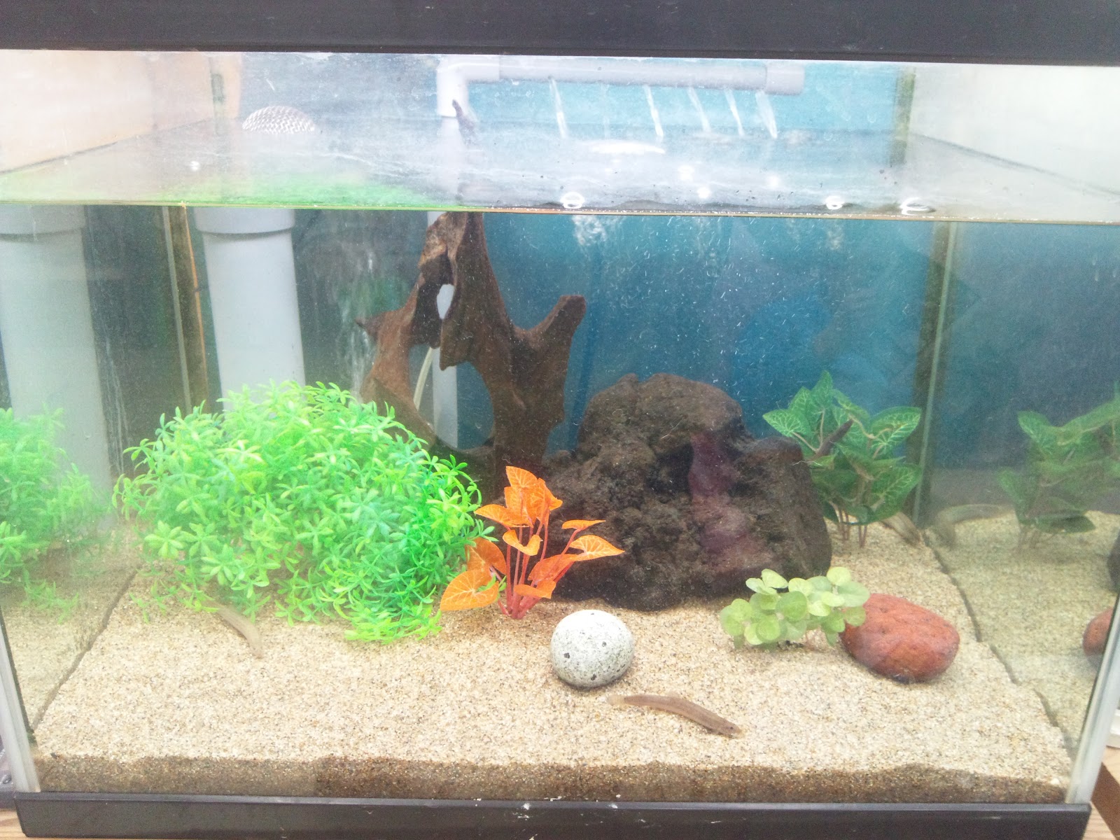 釣りガサブログ ドジョウ水槽