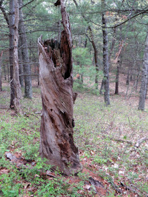 helical growth in dead tree