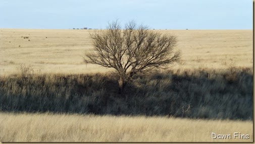 San Rafael Grasslands_005