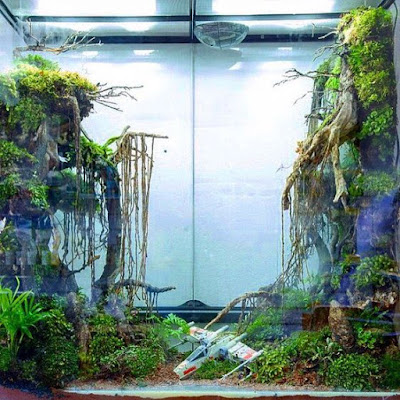 Desain Aquascape