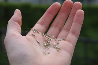 mano con delle spighe