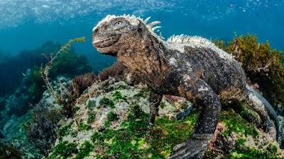iguana laut