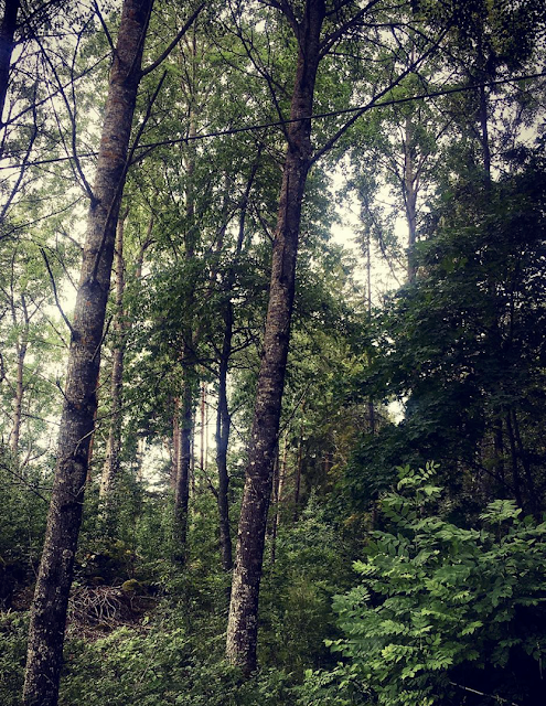 skog