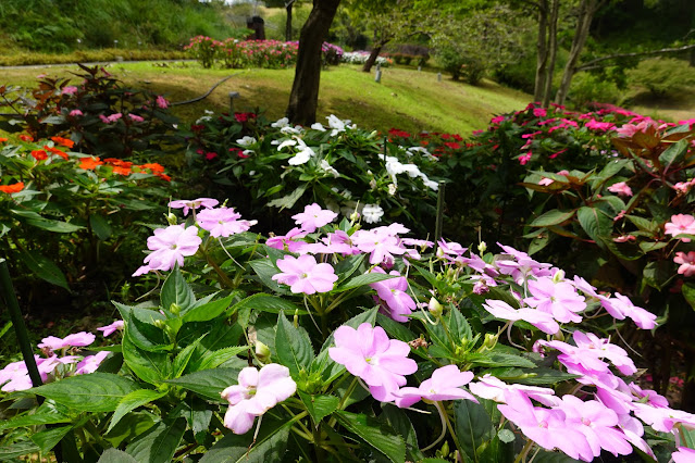 鳥取県西伯郡南部町鶴田　とっとり花回廊　花の谷　アフリカホウセンカ