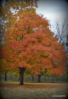 And more trees