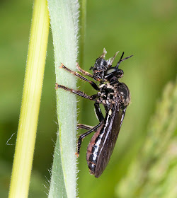 A violet black-legged robber fly, Dioctria atricapilla, eating a beetle.   Meadow Invertebrates training day at Darrick Wood, with entomologist Mike Edwards. 22 May 2011.  Taken with an EOS 450D, 100mm macro lens, and ring flash.